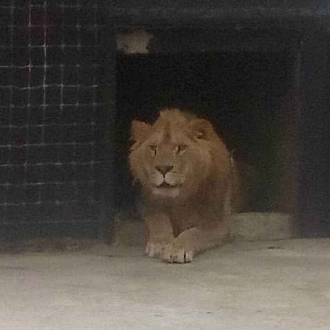 Black Jaguar-White Tiger さんのインスタグラム写真 - (Black Jaguar-White Tiger Instagram)「Rebel more relaxed 10 minutes ago... #KingRebelBJWT #SaveLions」5月5日 9時17分 - blackjaguarwhitetiger