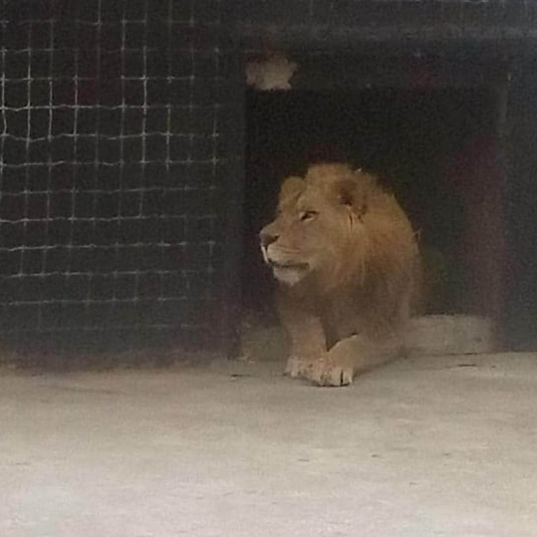 Black Jaguar-White Tiger さんのインスタグラム写真 - (Black Jaguar-White Tiger Instagram)「Rebel more relaxed 10 minutes ago... #KingRebelBJWT #SaveLions」5月5日 9時17分 - blackjaguarwhitetiger