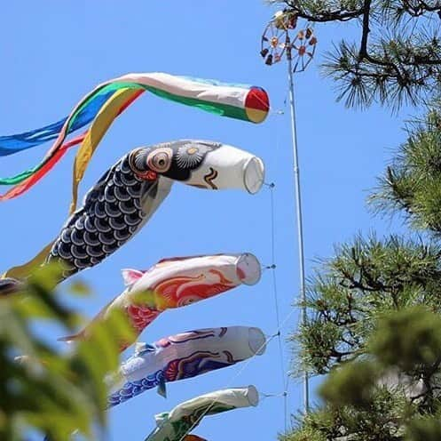 八芳園さんのインスタグラム写真 - (八芳園Instagram)「【端午の節句】  今日5月5日は端午の節句。 こどもの日。  男の子の出世と たくましく生き抜いていけるよう願いを込め こいのぼりを飾るようになったそうです。  八芳園の4つのレストランでは 日本のお米で作られた こいのぼりおかきをプレゼント。  お食事の前後には庭園で 気持ち良さそうに泳ぐ、こいのぼりや 池の鯉を見ながら お散歩もお愉しみください。  #八芳園 #こいのぼり #自然栽培 #オーガニック #カフェ #カフェ巡り #デリカテッセン #日本庭園 #庭園 #池 #鯉 #結婚式 #披露宴 #イベント #ミーティング #ベジタリアン #グルテンフリー #東京 #品川 #高輪 #白金台 #happoen #wedding #cafe #organic #vegetable #gurutenfree #mice #eventproduce #tokyo」5月5日 9時24分 - happoen