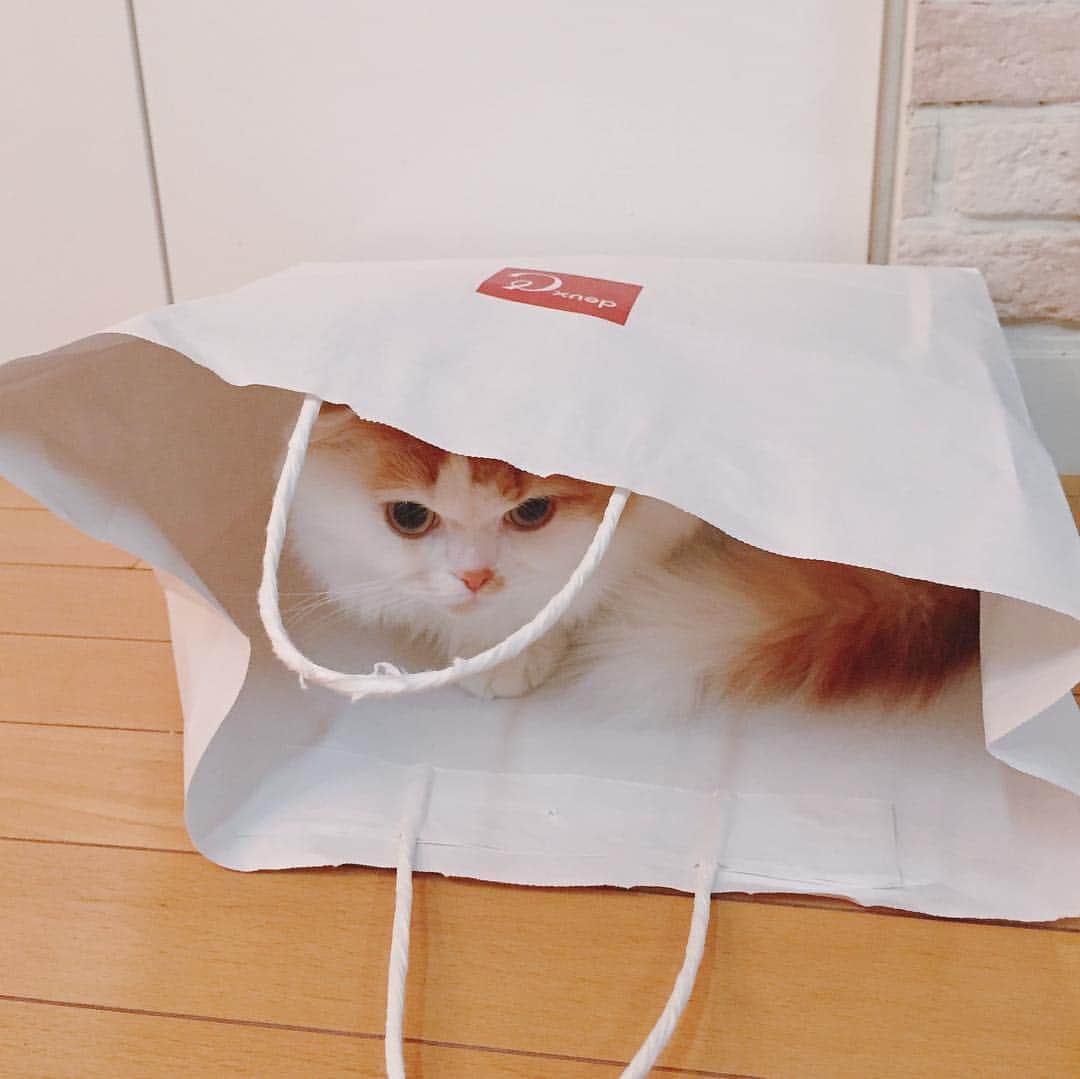 gammy08のインスタグラム：「すぐ入っちゃうシリーズ」