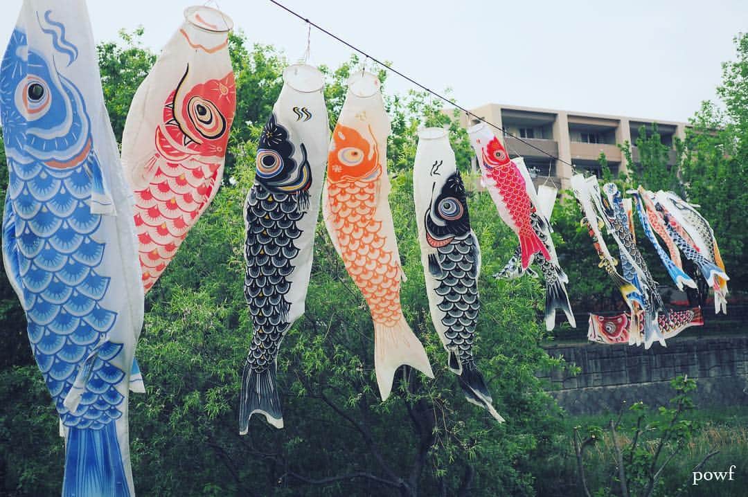 anemone_69のインスタグラム：「. . 🎏 . #こどもの日 #鯉のぼり . . .」