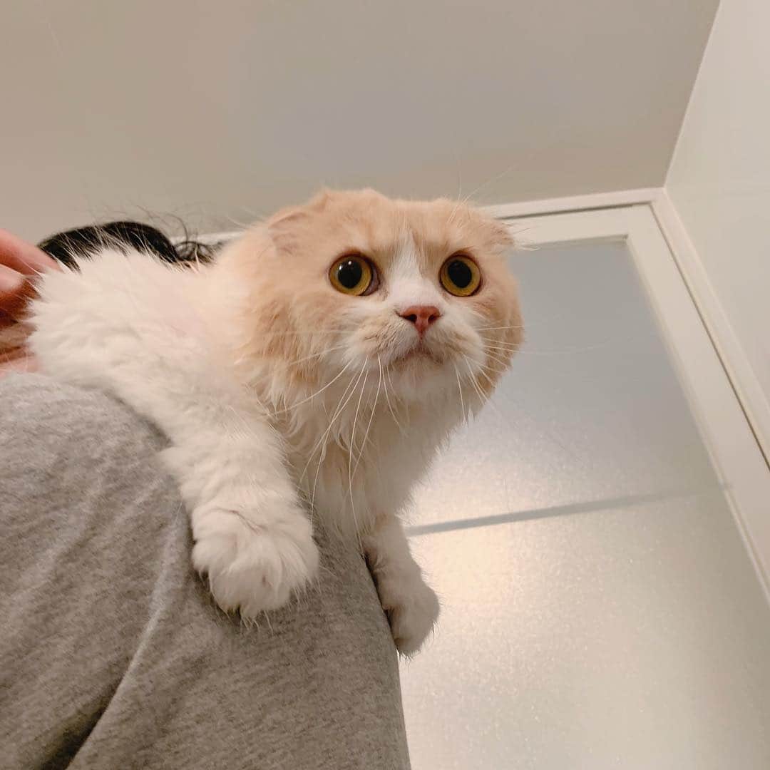 のんたのインスタグラム：「シャンプーはしないのよ！抱っこなの！ ・ #scottishfold #catstagram_japan #catsofinstagram #cats_of_instagram #catoftheday #purr #bestmeow #catlover #cutecat #kittensofinstagram #cute #スコティッシュフォールド」