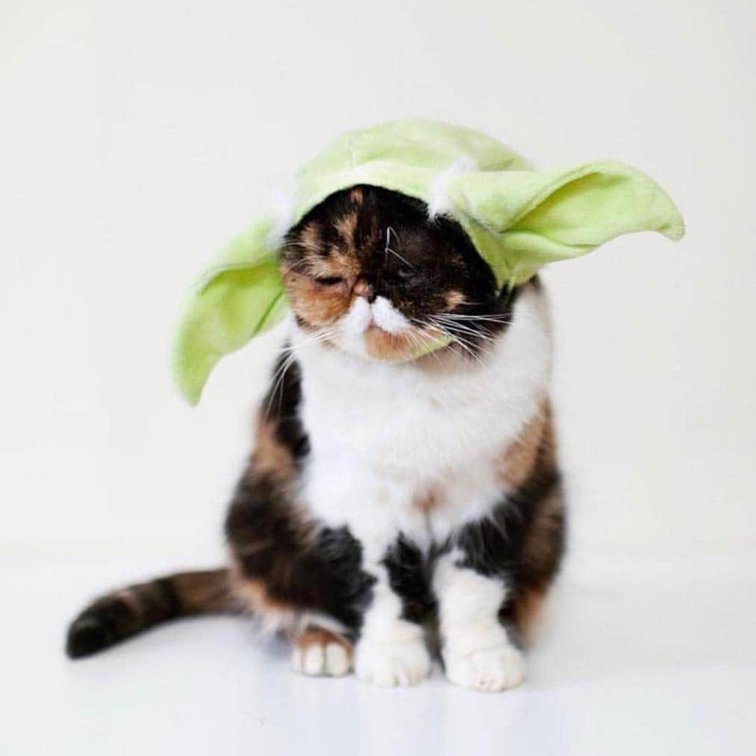 Pudgeのインスタグラム：「#MayThe4thBeWithYou ✨🤚🏻✨」