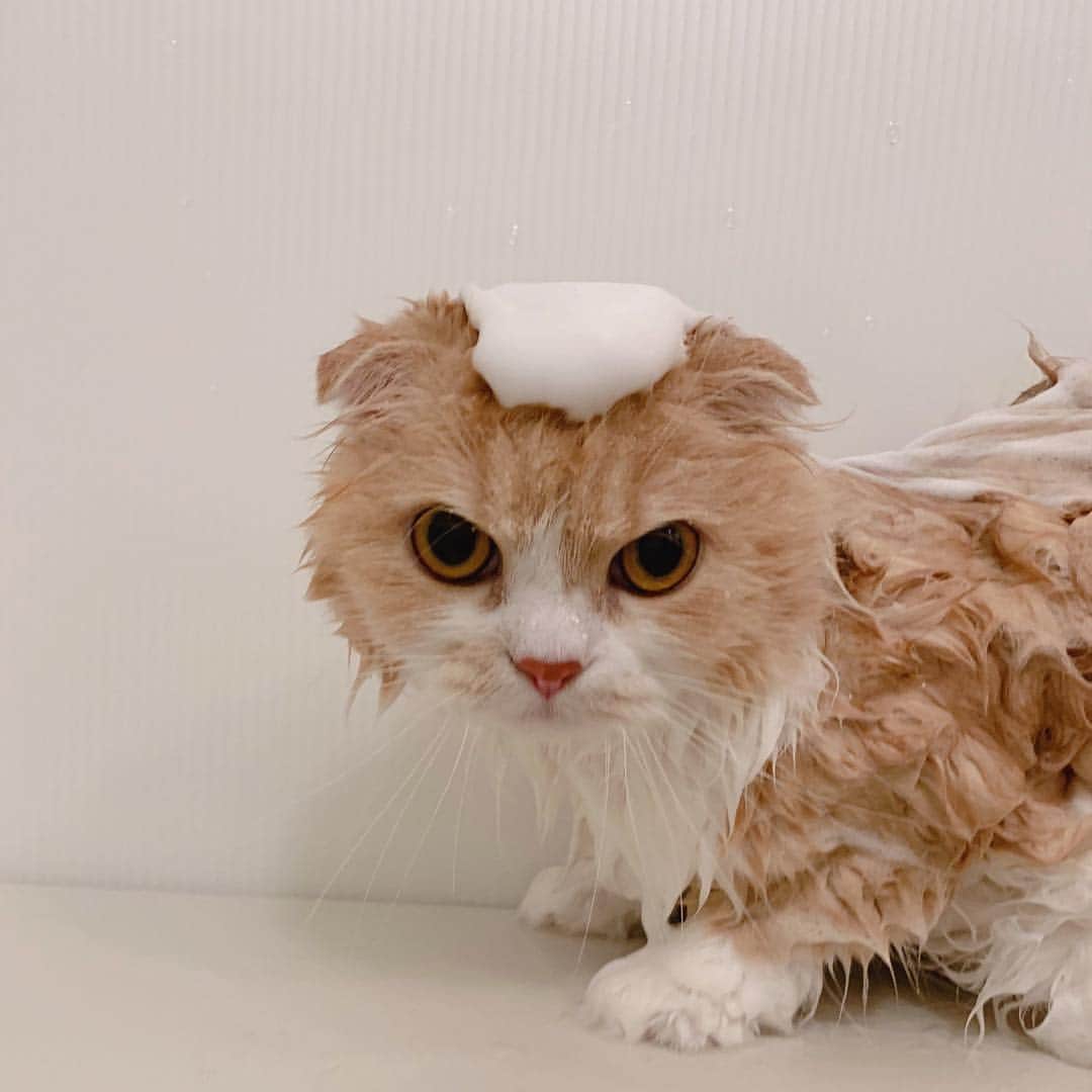 のんたのインスタグラム：「頭にマシュマロ乗せてるみたいでかわいいよ！ ・ #scottishfold #catstagram_japan #catsofinstagram #cats_of_instagram #catoftheday #purr #bestmeow #catlover #cutecat #kittensofinstagram #cute #スコティッシュフォールド」