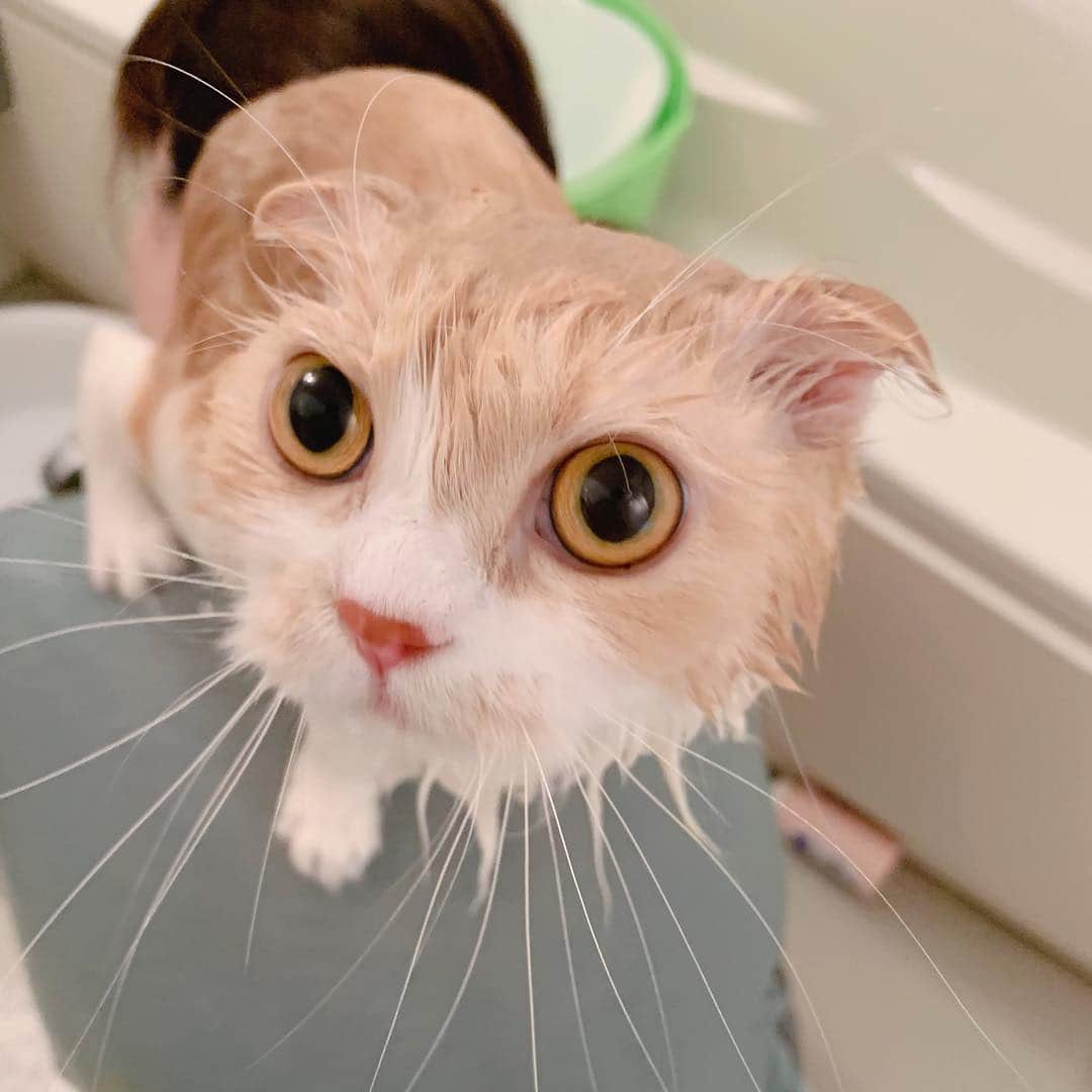 のんたのインスタグラム：「すすぎのシャワーは肩の上で😂 ぼーちゃん、おしっこもらすことなく最後までがんばりました！ ・ #scottishfold #catstagram_japan #catsofinstagram #cats_of_instagram #catoftheday #purr #bestmeow #catlover #cutecat #kittensofinstagram #cute #スコティッシュフォールド」