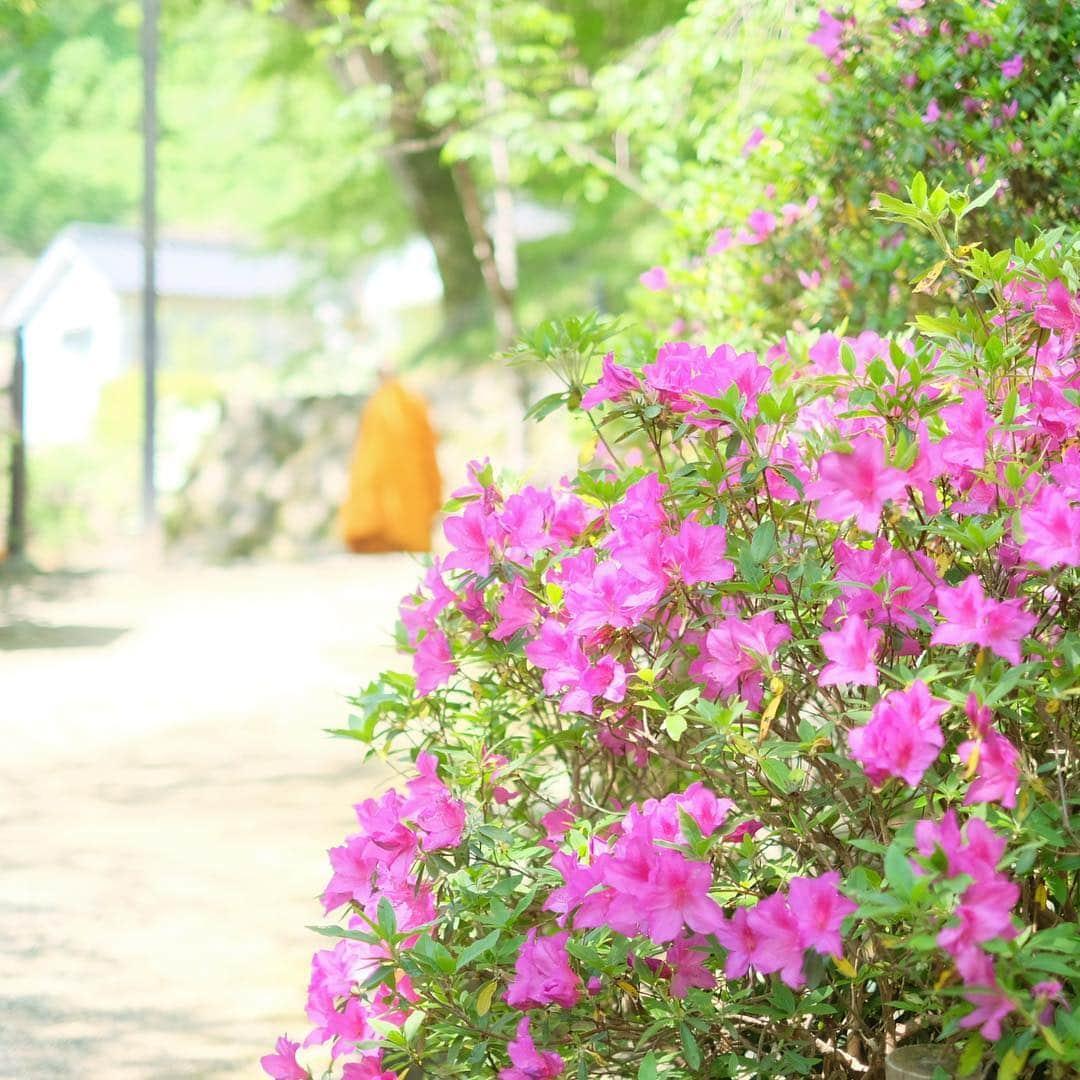 奈良 長谷寺 / nara hasederaさんのインスタグラム写真 - (奈良 長谷寺 / nara hasederaInstagram)「#重五 の今日から#夏 #青葉 かがやき風薫る  #Summer starts from today.  Soft sunbeams, pleasant winds, and green leaves are dazzling.  #長谷寺 #奈良長谷寺 #総本山長谷寺 #花の御寺 #奈良 #hasedera #hasederatemple #temple #japan #japanesetraditional #pilgrimage #nara #tourism #sightseeing #japanesetemple #西国 #西国三十三所 #霊場 #巡礼 #四寺巡礼 #やまとびとツアーズ #長谷寺が好き #わたしは奈良派 #うましうるわし奈良」5月5日 9時57分 - hase_dera