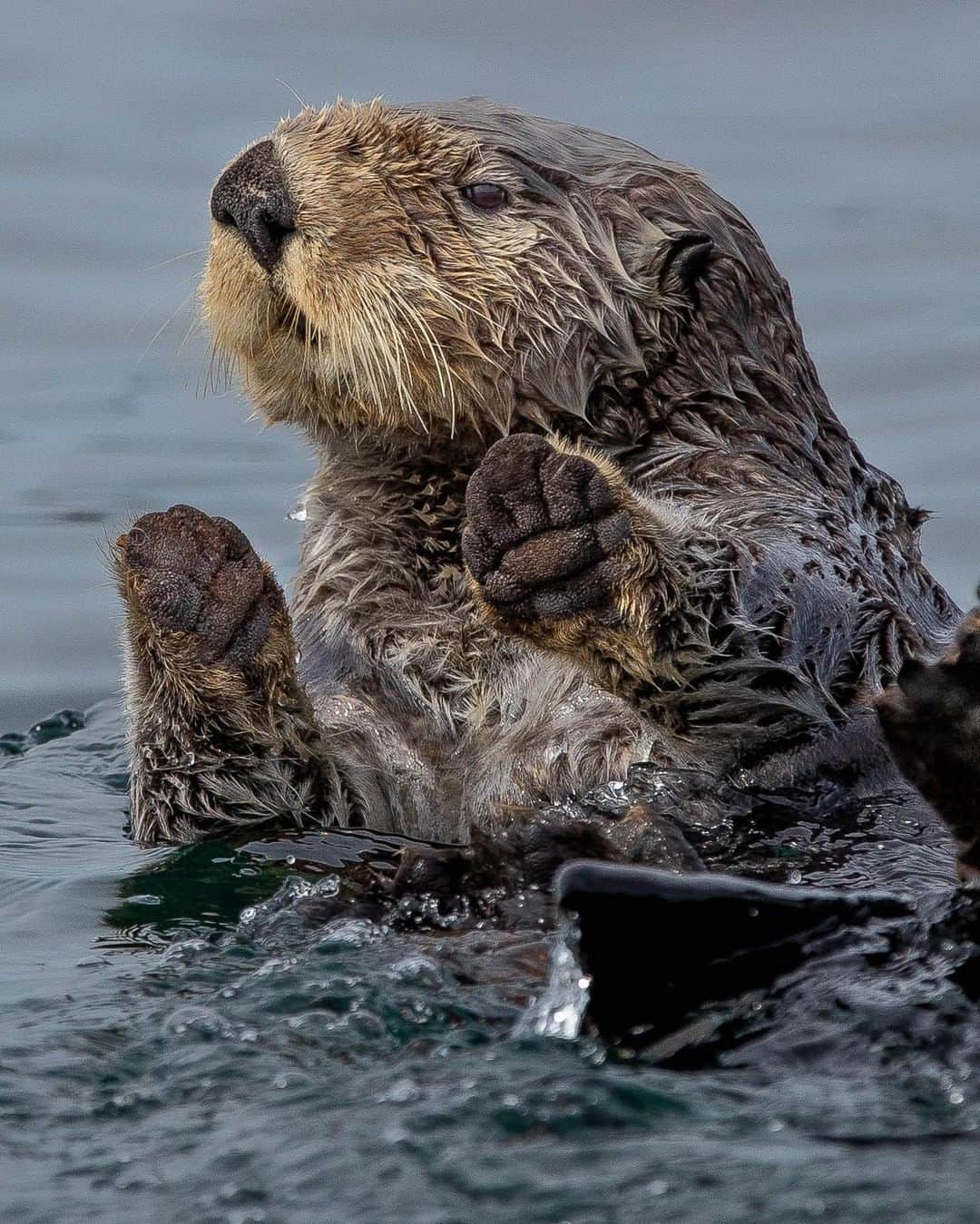 National Geographic Travelさんのインスタグラム写真 - (National Geographic TravelInstagram)「Photo by @bertiegregory | A sea otter keeping its paws out the water to prevent them getting cold in the frigid Pacific Ocean off the west coast of Vancouver Island, Canada. These otters are a great conservation success story. After being hunted to near extinction on the British Columbia coast, they were reintroduced from Alaska. Now, the kelp forests that disappeared during the otter’s absence, have since rebounded providing habitat for countless other species. Many of these species provide food and jobs for numerous coastal communities. Looking after wildlife isn’t just a nice thing to do, we humans need it. #britishcolumbia #photography #wildlife #coast #otter」5月5日 10時03分 - natgeotravel