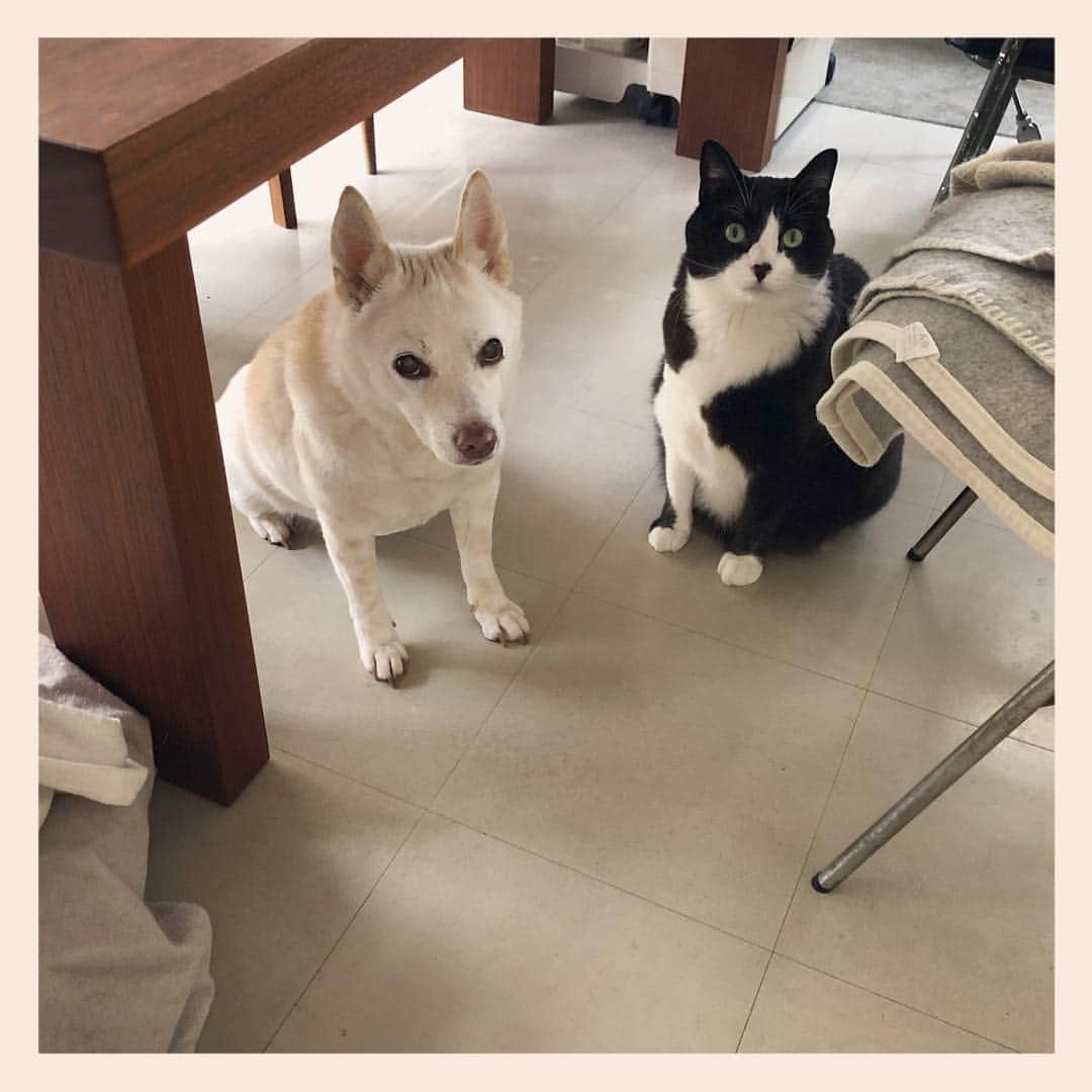 パンといっぴきさんのインスタグラム写真 - (パンといっぴきInstagram)「#元保護犬 #雑種犬 #犬と猫 #元保護猫 #白黒猫 #ハチワレ #blackandwhitecat #crossbreed #tuxedocat #mixdog #catanddog」5月5日 10時07分 - kwhr725