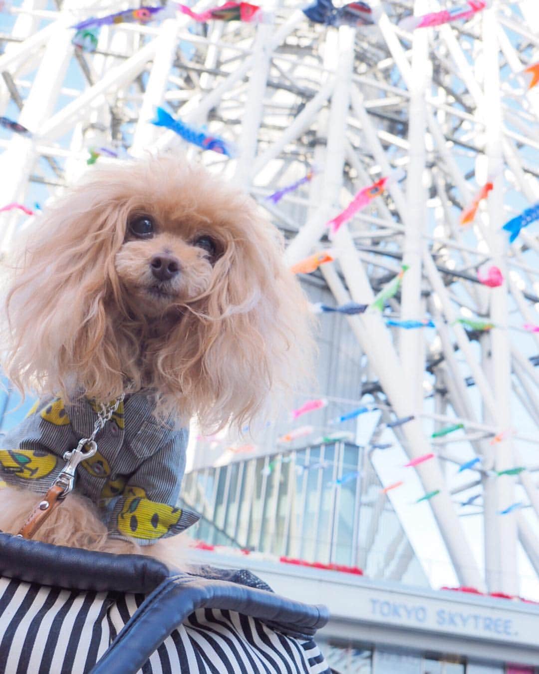 Toypoodle Mikuru?Asakusa Tokyoのインスタグラム：「20190505 Sunday. こどもの日🎏 . 鯉のぼり見てきたよ。 近所だけどさー💧 . みくるも元気に令和時代を泳いでねッ🙏🏻 . #tokyoskytree #鯉のぼり #平成に撮影した」