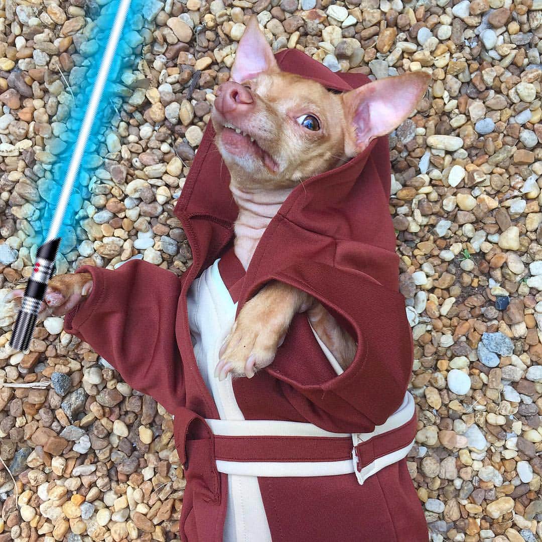 Tuna {breed:chiweenie} さんのインスタグラム写真 - (Tuna {breed:chiweenie} Instagram)「May the 4th be with you...and that’s literally the only thing I know about Star Wars so, you’re welcome. Ps: I thought that beam in his hand was called a “Light Saver” 😂😂😂」5月5日 1時20分 - tunameltsmyheart