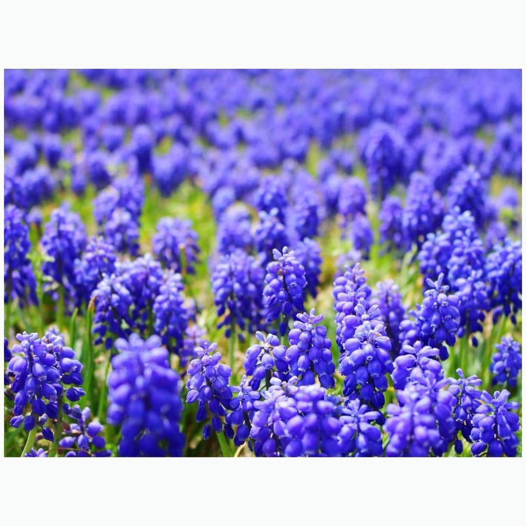 山崎直子さんのインスタグラム写真 - (山崎直子Instagram)「青紫色の絨毯 ・ 葡萄の房のような花姿が愛らしくて好きな#ムスカリ ✨ ・ 脇役として植えられていることの多い小さなお花だけれど、群生していると鮮やかさが際立ち美しい💕 ・ ・ ・ #花 の絨毯といえば#ネモフィラ が人気だけれどね#花が好き #花が好きな人と繋がりたい #お花畑 #花のじゅうたん #はなまっぷ #花言葉 は#明るい未来 #新しい時代 がそうでありますように✨#💐 #アルメニアカム #flowers #flowerstagram #ig_japan #flowergarden #muscari #grapehyacinth」5月5日 1時29分 - yamanaon