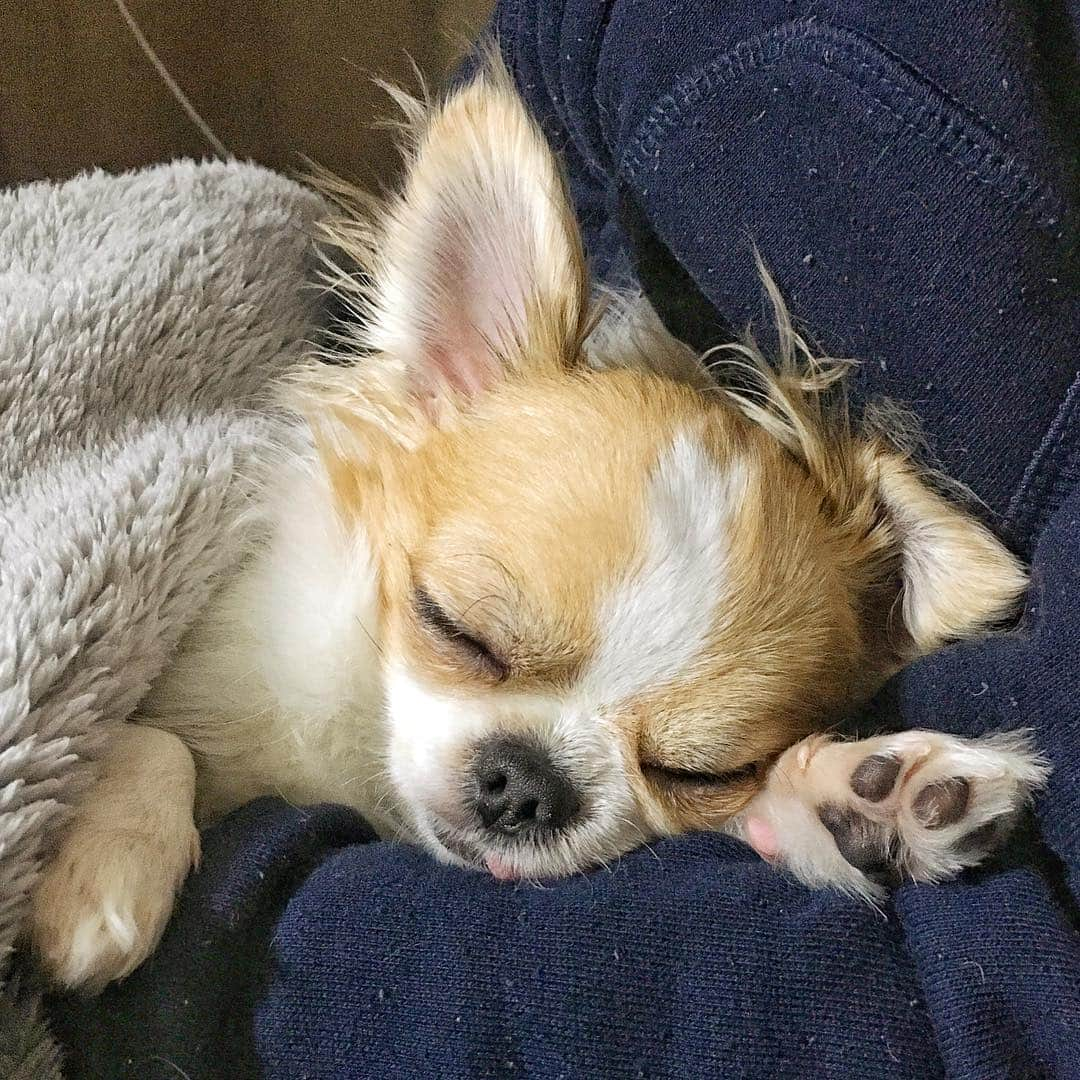 ちまさんのインスタグラム写真 - (ちまInstagram)「My plans for this Sunday...🐶💭💤☀️ Have a nice weekend my friends❣️ ＊ 昼間にお散歩行ったら 暑くて疲れたみたい🐶💤 残り少ないGW何しようか悩むなぁ〜🤔💭 とりあえずこの毛玉だらけの部屋着を 買い換えたい😂笑 ੯•́ ੇᎮ ੯•́ ੇᎮ ੯•́ ੇᎮ ੯•́ ੇᎮ ੯•́ ੇᎮ ੯•́ ੇᎮ #chima #ちま #チワワ #chihuahua #ชิวาวา #ふわもこ部 #PECOいぬ部 #sniffandbarkens #WeeklyFluff #cutepetclub #doggy_lovings」5月5日 1時24分 - chima.chihuahua