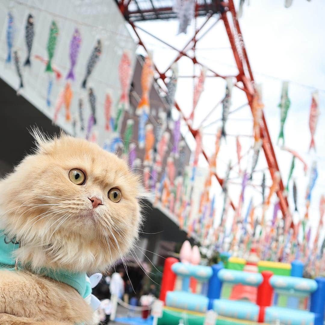 ベルさんのインスタグラム写真 - (ベルInstagram)「. 🎏 【端午の節句】 Children's Day is one of Japan's national holidays. This is celebrated on May 5th. 🎏 . #端午の節句 #こいのぼり #東京タワー . #ごろにゃんまつり @yukaki0518 ゆかりん #今週のニャンバー1祭 @ciel0130 さん #親バカ万祭 . #ペトラフ #ペトラフえがお #photois #50000人の写真展 #大切な家族 #東京 @fujifilm_photois #シマホとネコダスケテーション #animalabo #いやしネコ大賞 #ベストキャットオーディション #ビューティープロコンテスト @beautypro_contest #this_is_mylifeな1枚  #kissカメラ #リビング兵庫ペット #サンデイ #おでかけサンデイ #朝ワンコ夕ニャンコ #らぶにゃんるうむ 🎏 #ベルちゃん #すずちゃん ・ NAME : Bell  ベル Breed : minuet  ミヌエット 🎂 : 2016.5.15  2歳 ・ NAME : Suzu すずちゃん Breed : Scottish fold スコティッシュフォールド 🎂 : 2018.3.21 1歳 🎏」5月5日 2時06分 - ricorico_rico