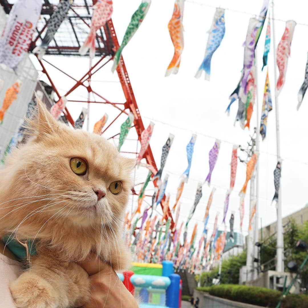 ベルさんのインスタグラム写真 - (ベルInstagram)「. 🎏 【端午の節句】 Children's Day is one of Japan's national holidays. This is celebrated on May 5th. 🎏 . #端午の節句 #こいのぼり #東京タワー . #ごろにゃんまつり @yukaki0518 ゆかりん #今週のニャンバー1祭 @ciel0130 さん #親バカ万祭 . #ペトラフ #ペトラフえがお #photois #50000人の写真展 #大切な家族 #東京 @fujifilm_photois #シマホとネコダスケテーション #animalabo #いやしネコ大賞 #ベストキャットオーディション #ビューティープロコンテスト @beautypro_contest #this_is_mylifeな1枚  #kissカメラ #リビング兵庫ペット #サンデイ #おでかけサンデイ #朝ワンコ夕ニャンコ #らぶにゃんるうむ 🎏 #ベルちゃん #すずちゃん ・ NAME : Bell  ベル Breed : minuet  ミヌエット 🎂 : 2016.5.15  2歳 ・ NAME : Suzu すずちゃん Breed : Scottish fold スコティッシュフォールド 🎂 : 2018.3.21 1歳 🎏」5月5日 2時06分 - ricorico_rico