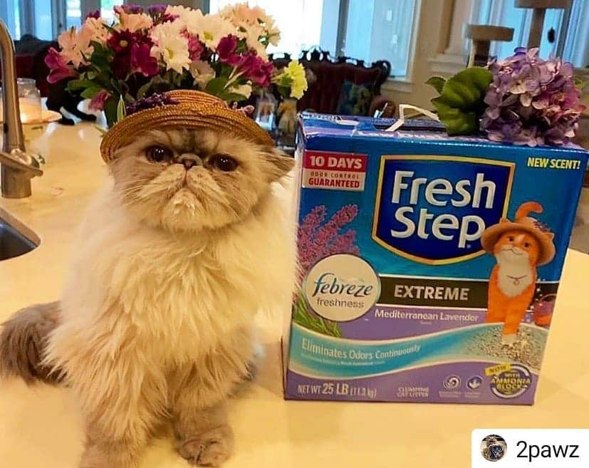 Fresh Stepさんのインスタグラム写真 - (Fresh StepInstagram)「Thank you, the ever fancy and fabulous 2Pawz 😽 💜💜💜 #mediterraneanlavender  #Repost @2pawz • • • • • Spring is here and I’m extra fancy and fabulous... just like my favorite kitty litter @freshstep Mediterranean Lavender scented litter! Meeee-WOW! Love, 2Pawz! 💐💐💐 LINK IN BIO💜 #AD」5月5日 2時08分 - freshstep