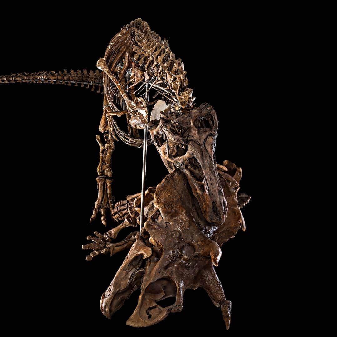 スラッシュさんのインスタグラム写真 - (スラッシュInstagram)「On view when #DeepTime Hall of Fossils opens June 8 @SmithsonianNMNH, @NMNH.fanpage, @NMNH iiii]; )'」5月5日 2時08分 - slash