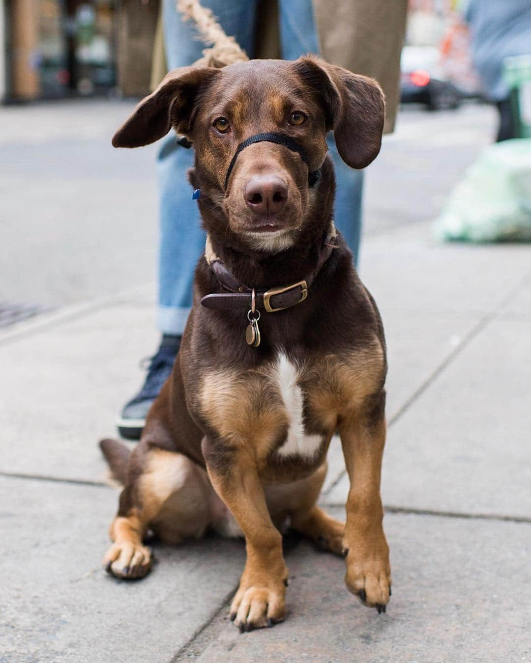 The Dogistさんのインスタグラム写真 - (The DogistInstagram)「Morty, Basset Hound/Doberman Pinscher mix (2 y/o), Morton & Bleecker St., New York, NY • “He loves getting his feet wiped when he comes back home. He holds his paws out one at a time.”」5月5日 2時13分 - thedogist