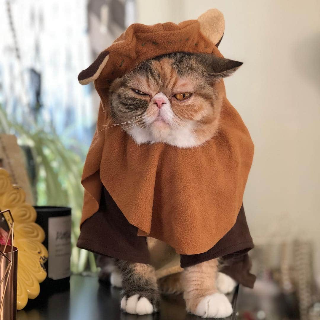 Tinaのインスタグラム：「May the 4th be with you even if it doesn’t look like Wheezy means it. 😂 #MayThe4thBeWithYou #StarWarsDay #Caturday」