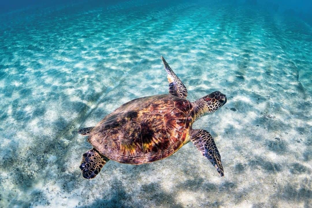 ハワイアン航空さんのインスタグラム写真 - (ハワイアン航空Instagram)「Shell-ebrate, it's the weekend! 🐢⠀⠀⠀⠀⠀⠀⠀⠀⠀ 📷@Rjwphoto ⠀⠀⠀⠀⠀⠀⠀⠀⠀ . . . #ExploreHawaii #GlimpseofHawaii #NakedHawaii #HawaiiUnchained #AlohaOutdoors #LetHawaiiHappen #Hawaii #Turtle #Honu」5月5日 3時30分 - hawaiianairlines