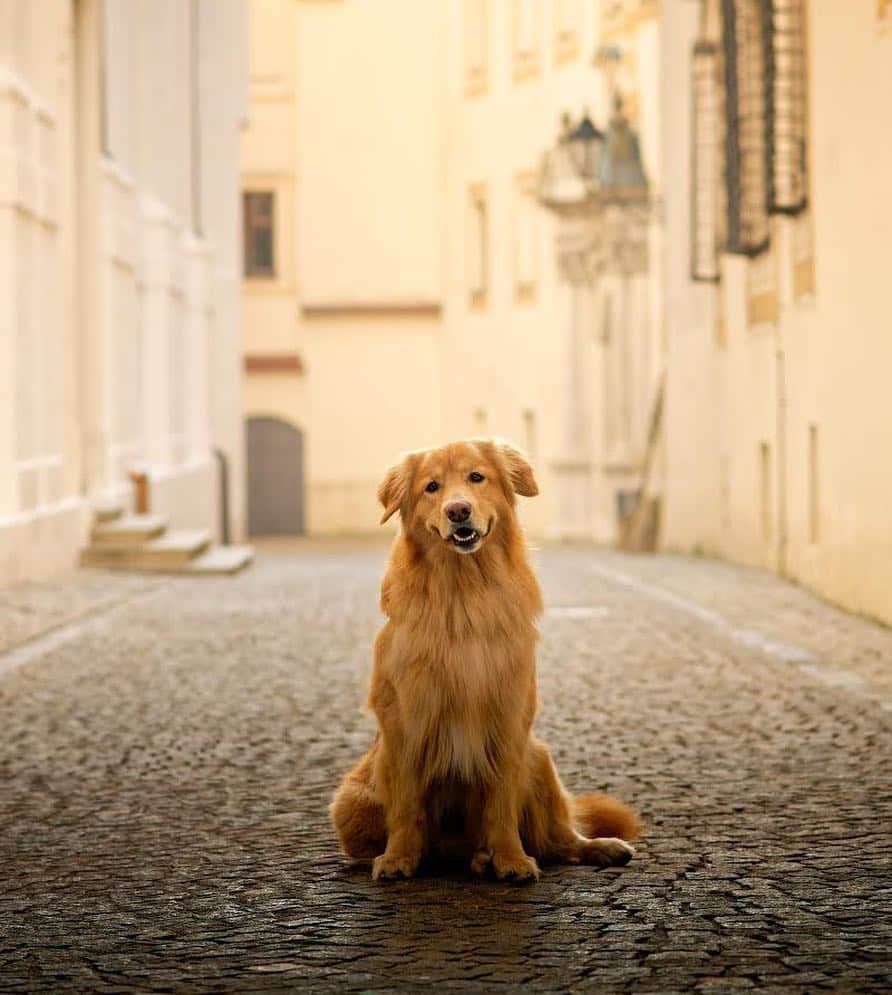 DogsOf Instagramのインスタグラム：「“I’m going  in a stroll in Passau. Want come with me?” writes @hovawart_odo  #dogsofinstagram」