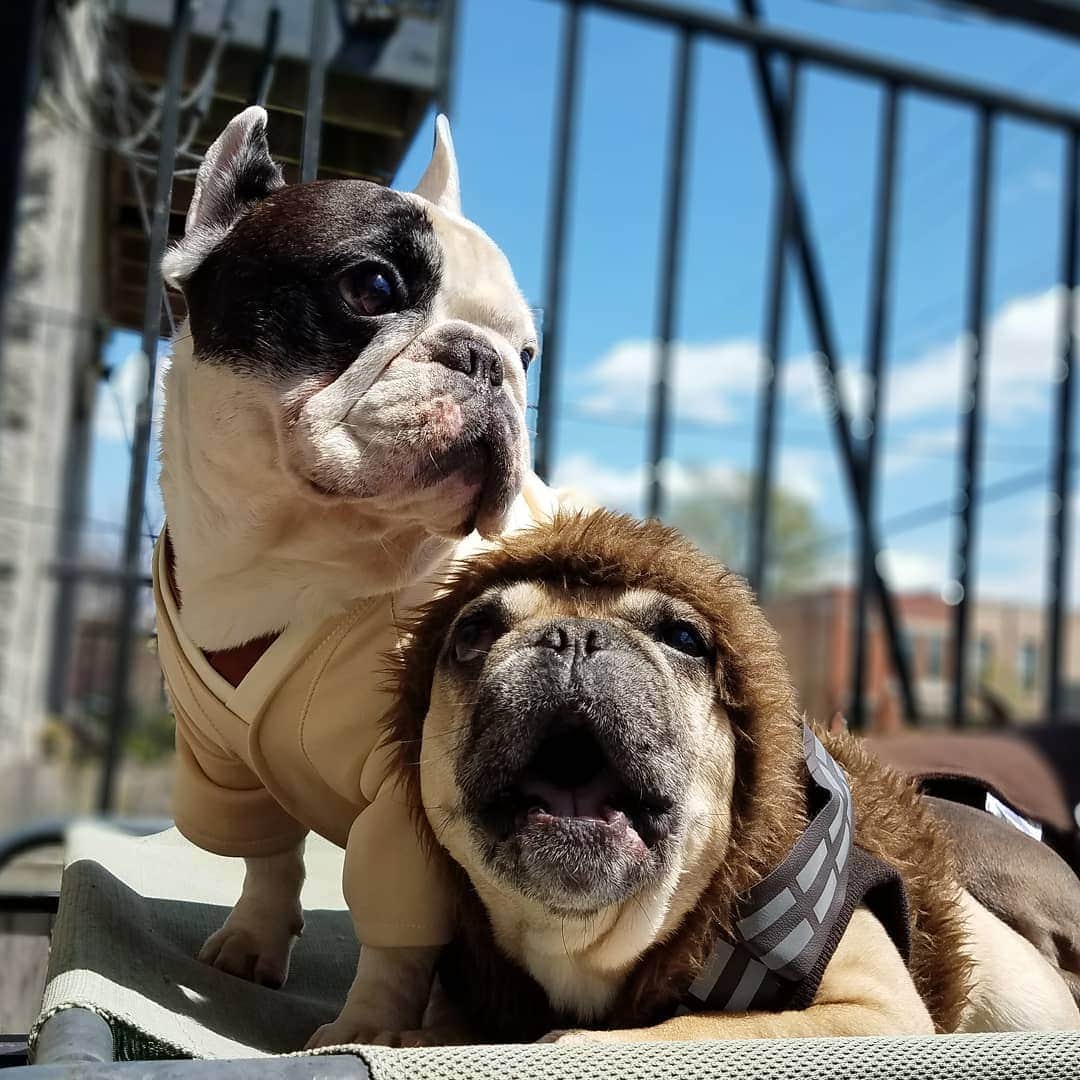 Manny The Frenchieのインスタグラム：「May the 4th be with you🌌 #RIP #Chewbacca」
