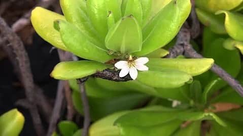 Lanikai Bath and Bodyさんのインスタグラム写真 - (Lanikai Bath and BodyInstagram)「Ever stroll along Kailua beach and notice those low growing shrubs with the little white flowers, and wonder, how come they only have petals on half of the flower? This is the Naupaka flower, and the story of how this flower came to be is Hawaii’s Legendary Romance…  The beautiful Naupaka grows a unique half-flower at the beach and its counterpart in the mountains. Legend holds that Princess Naupaka was forbidden to marry her true love, a fisherman. As they parted ways forever, she took a flower from her haku (head lei) and tore it in half, symbolizing their separation. She returns to the mountain and the fisherman returns to the sea. Naupaka flowers forever represent their separation- One of the special things of Hawai'i are her legends and stories, these stories were interwoven into our lives as we grew up, and play a part in our lives even today!」5月5日 4時08分 - lanikaibathandbody