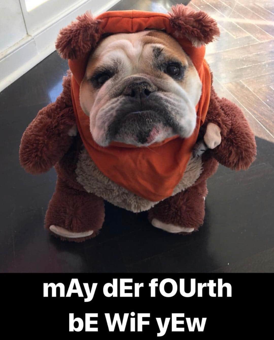 Bodhi & Butters & Bubbahさんのインスタグラム写真 - (Bodhi & Butters & BubbahInstagram)「✌🏼✌🏼✌🏼 . . . . . #bulldog #bestoftheday #dogsofinstagram #may #spring #maythe4thbewithyou #puppy #nerd @steffygam」5月5日 4時59分 - keonistuff
