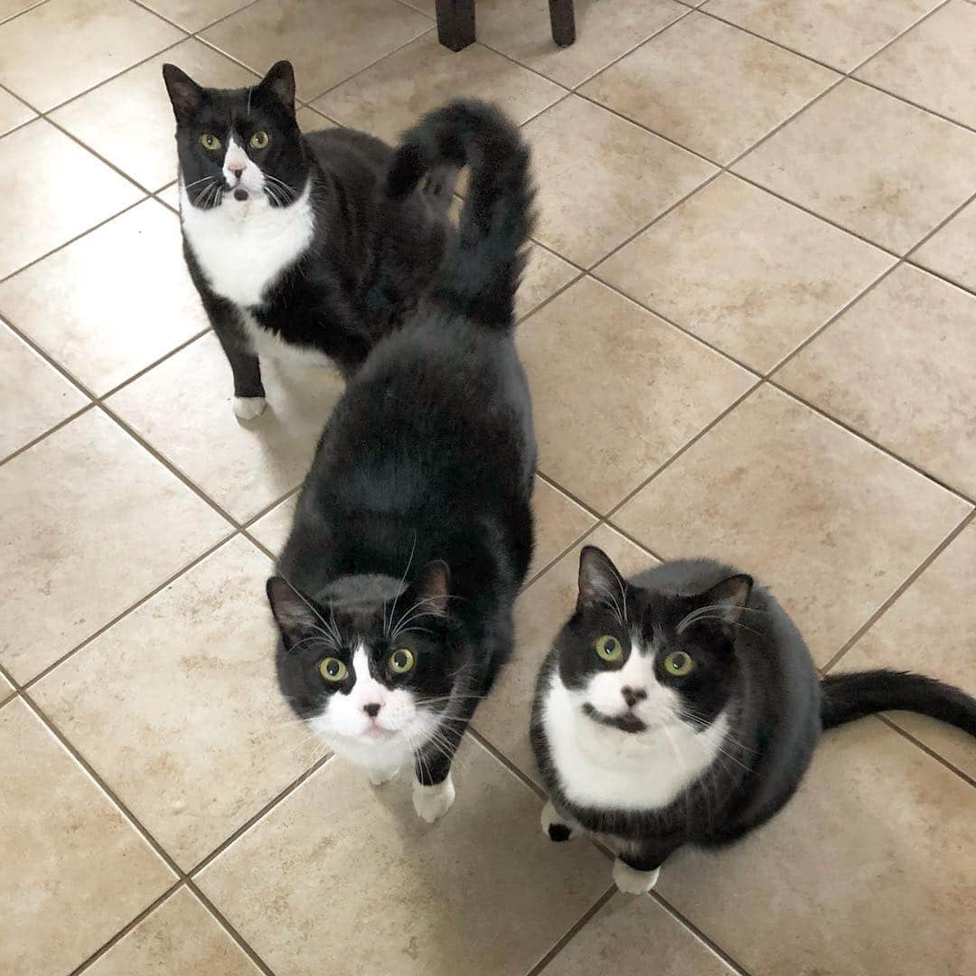 Tuxedo Cat Brosさんのインスタグラム写真 - (Tuxedo Cat BrosInstagram)「FEED US. #👀👀👀」5月5日 6時10分 - tuxedotrio