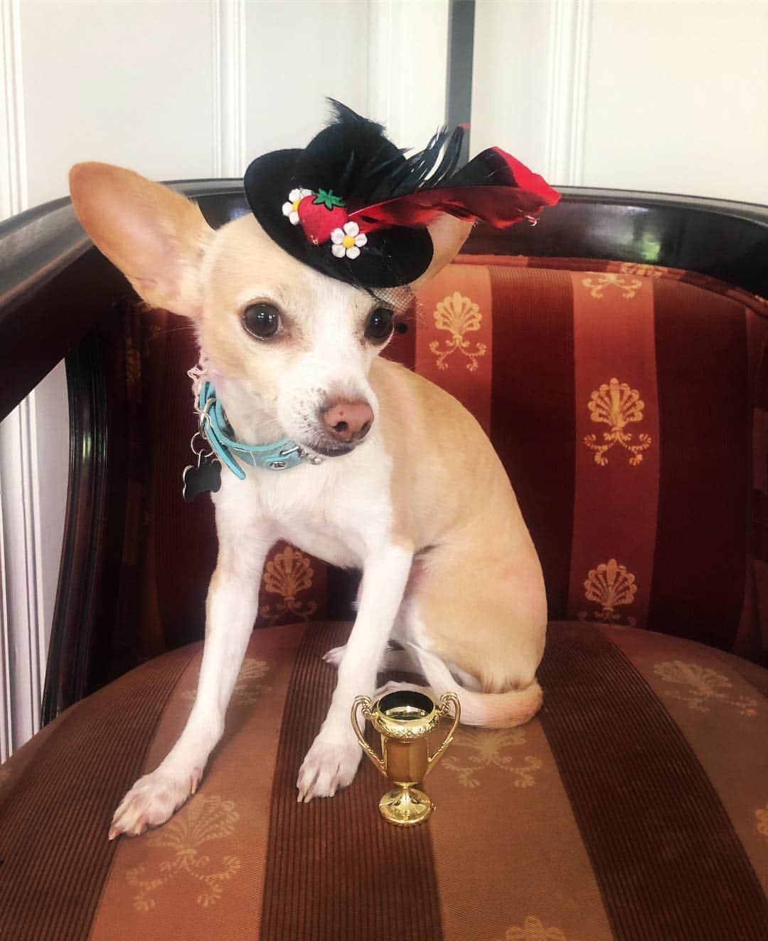 リンジー・スターリングさんのインスタグラム写真 - (リンジー・スターリングInstagram)「Luna is so excited to support dog rescue.  In honor of the #kentuckyderby @mametown created the Kentucky Derpy in efforts to help her favorite dog charity: @muttvillesf.  They help find homes for senior rescue dogs. Donate today so that Luna didn’t wear this beautiful hat for nothing.」5月5日 6時30分 - lindseystirling