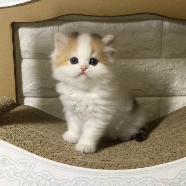 のインスタグラム：「🌞Pino's baby ・ ・ ピノちゃんベビー次女ちゃん〜♪ ・ 撮影されるのが大好きで自分からカメラを 持つとトコトコやって来ます。 これ、嘘みたいな話ですが〜 ドラちゃんも、イクラちゃん @yayoi89 も 赤ちゃん時代から好きでした。 逆に、嫌い？苦手？な子は撮影が難しくて💦 逃げて行きます。 嫌がる事はしたくないので どうしても枚数に差が出てしまいます🙇‍♀️🙏・ ・ ・ #モデル猫 #ニャンメルベッド  #cats_of_instagram #animalsco #animaladdicts #cutepetclub #catsofinstagram #animalsvideos #fluffypack #TheDailykitten #catloversclub #cat_of_world #animalsshot #bestmeow #pleasantcats #catsofday #bestcats_oftheworld #cats_of_instworld #catsofworld #catsloversworld #cat_features #babypet_videos #weeklyfluff #猫ブリーダー #9gag #またたび猫ハウス」