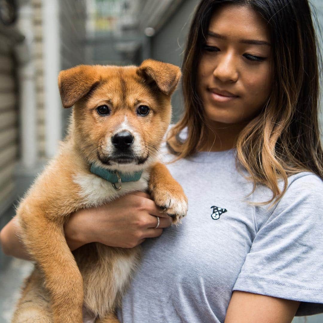 The Dogistさんのインスタグラム写真 - (The DogistInstagram)「ADOPTABLE: Ditto, Korean Jindo mix (4 m/o) - via @koreank9rescue • Korean K9 Rescue is our new spring rescue partner! We will be featuring rescue dogs from their organization in the coming weeks and every purchase made at The Dogist Shop goes to feed a dog from @koreank9rescue . Shop now at the link in bio (puppy not included)」5月5日 6時50分 - thedogist