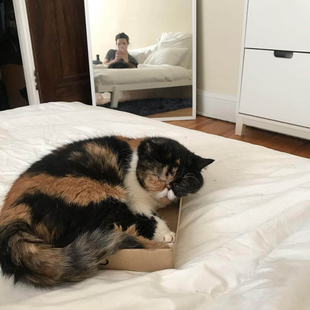 Pudgeさんのインスタグラム写真 - (PudgeInstagram)「Pudge, asleep inside a box, on top of the bed, chubby cheek overflowing. 🙊」5月5日 6時59分 - pudgethecat