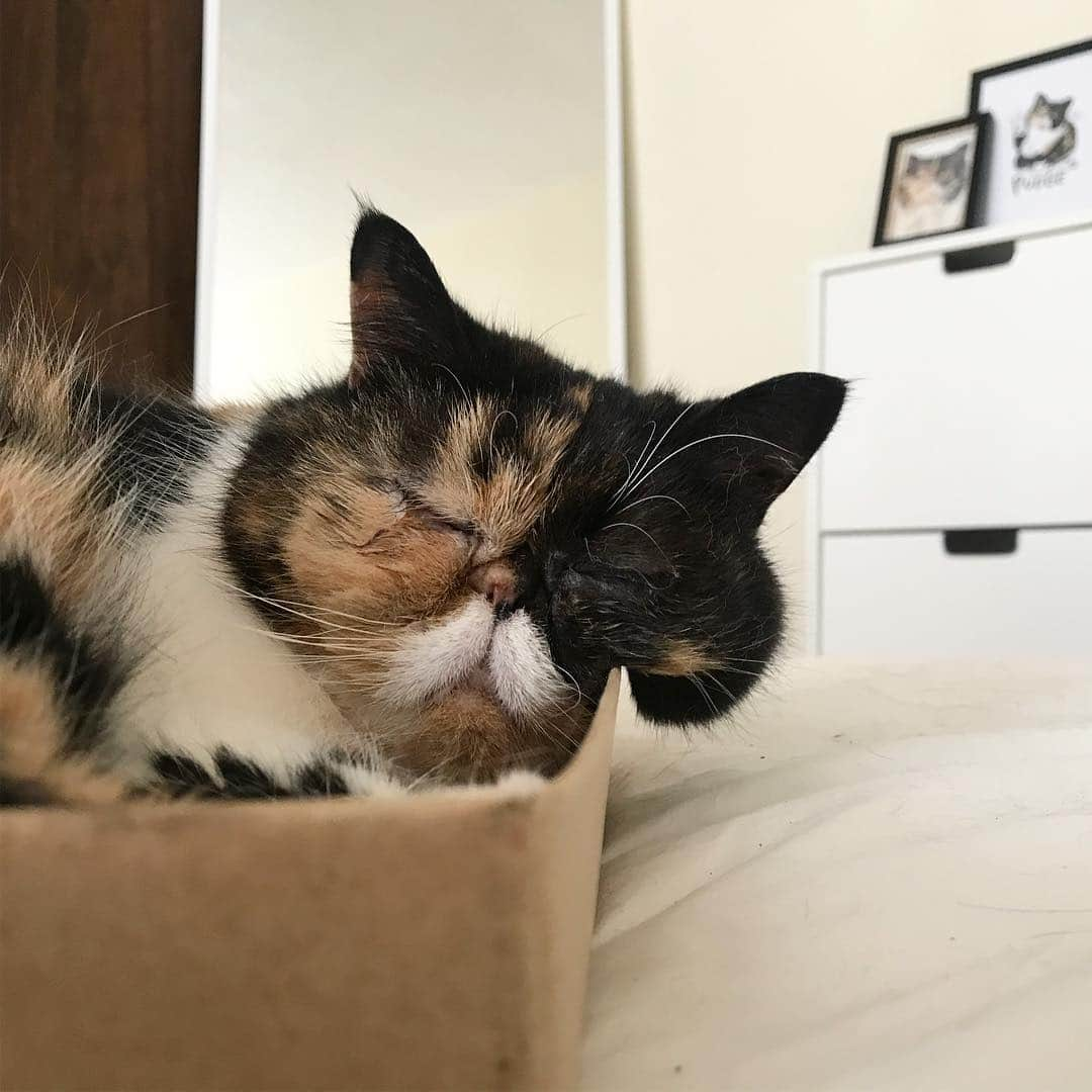 Pudgeさんのインスタグラム写真 - (PudgeInstagram)「Pudge, asleep inside a box, on top of the bed, chubby cheek overflowing. 🙊」5月5日 6時59分 - pudgethecat