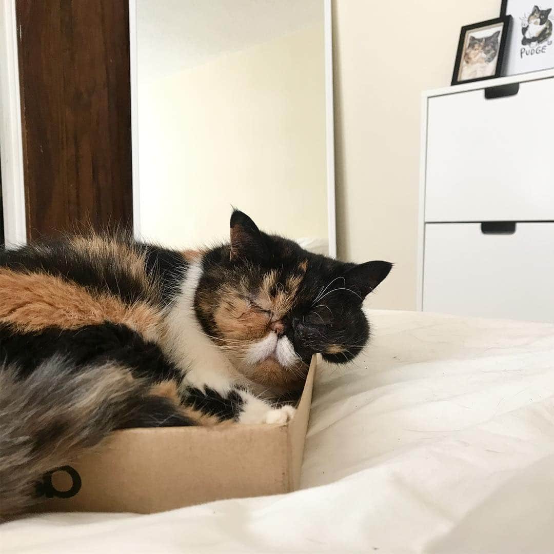 Pudgeのインスタグラム：「Pudge, asleep inside a box, on top of the bed, chubby cheek overflowing. 🙊」