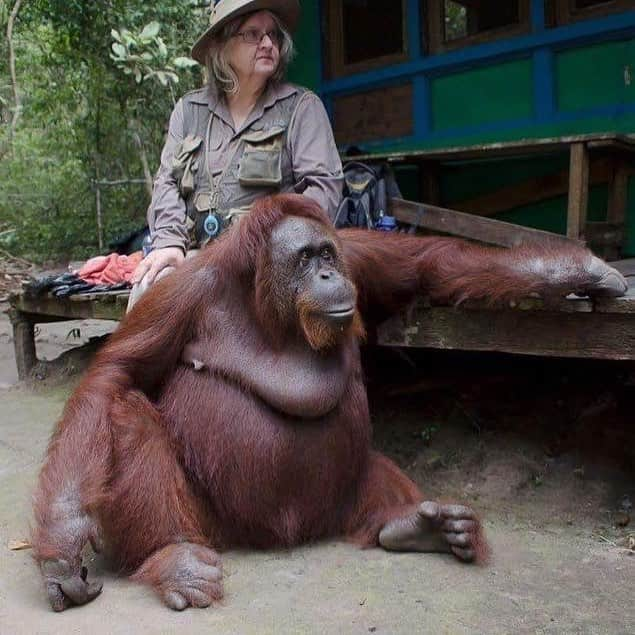 OFI Australiaさんのインスタグラム写真 - (OFI AustraliaInstagram)「Wishing you the happiest of birthdays Dr Birute Galdikas! @drbirute With all our love and thanks for all you do to save Orangutans and their rainforest home. Dr Galdikas is Founder and President of Orangutan Foundation International and the world’s foremost expert on Orangutans. Dr Galdikas is pictured here with orangutan Siswe.  _________________________________ 🐒 OFIA Founder: Kobe Steele 💌 kobe@ofiaustralia.com | OFIA Patron and Ambassador: @drbirute @orangutanfoundationintl |  www.orangutanfoundation.org.au 🐒  #orangutan #orphan #rescue #rehabilitate #release #BornToBeWild #Borneo #Indonesia #CampLeakey #orangutans #savetheorangutans #sayNOtopalmoil #palmoil #deforestation #destruction #rainforest #instagood #photooftheday #environment #nature #instanature #endangeredspecies #criticallyendangered #wildlife #orangutanfoundationintl #ofi #drbirute #ofi_australia #ofia #FosterAnOrangutanToday」5月5日 7時20分 - ofi_australia