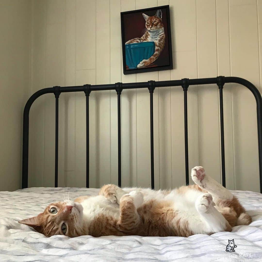 City the Kittyさんのインスタグラム写真 - (City the KittyInstagram)「Time for my Caturday cat nap.  #caturday #pawsneedclaws」5月5日 7時25分 - citythekitty