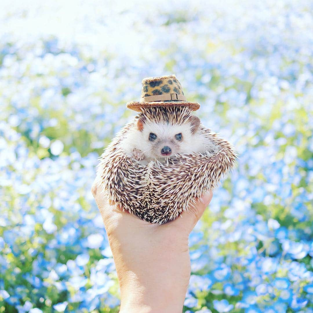 あずきさんのインスタグラム写真 - (あずきInstagram)「baby blue eyes( #Nemophila ) carpet is so amazing 💎💠🦔💠💎 春の花もそろそろ終わりでしょうか…。半月前に日比谷公園で撮影したネモフィラ花壇での一枚☺️💕 . もなさん、自分の皮？を中側からキックしてて変形イガグリです。令和の令の字みたい✨ . . .  #豹柄  #ハット #手乗り #手乗りもなか  #hat #ネモフィラ #ネモフィラブルー #キラキラ✨ #逆光撮影 #神々しい #春の花  #はりねずみ #ハリネズミ #hedgehog #pygmyhedgehog #はりねずみのもなか #hedgie #고슴도치 #刺猬 #hedgehogazuki  #hedgehogsofinstagram #hedgehogazuki  #worldofcutepets #animalvibes #日比谷公園 #hibiyapark」5月5日 7時28分 - hedgehog_azuki