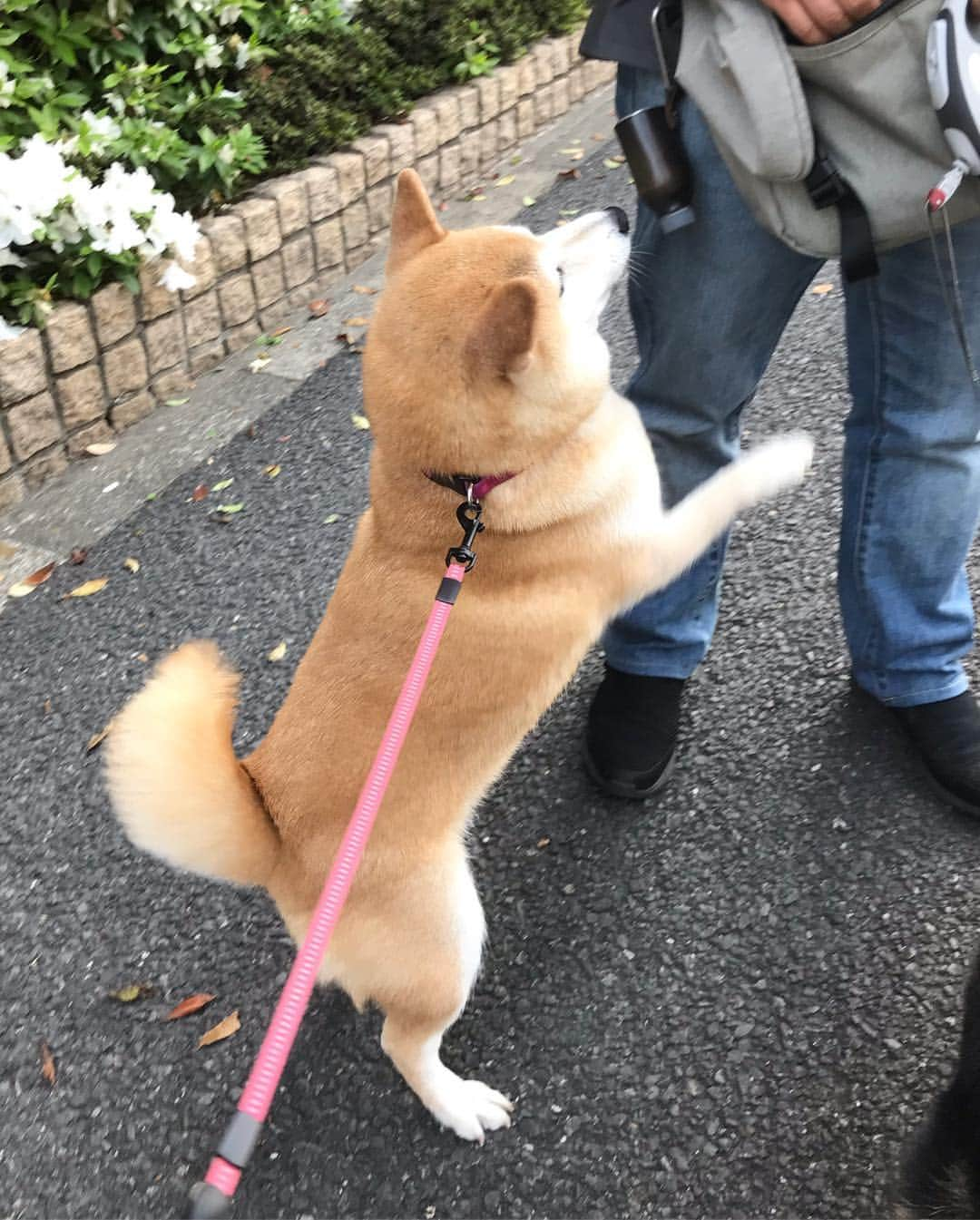 柴犬のモモさんのインスタグラム写真 - (柴犬のモモInstagram)「おはようございます。ゆったりまったり朝んぽ。と思いきや、大好きなパパさんに会って大騒ぎモモさん #いぬ #イヌ #犬 #柴犬 #赤柴 #日本犬 #犬バカ部 #ふわもこ部 #いぬら部 #癒しわんこ #柴犬マニア #犬のいる暮らし #口角キュキュッと部 #shiba #shibainu #shibadog #dogstagram #dogsofinstagram #shibastagram #shibasofinstagram #shibamania #inu #instadog #toyota_dog」5月5日 7時57分 - shi_ba_i_nu_momo