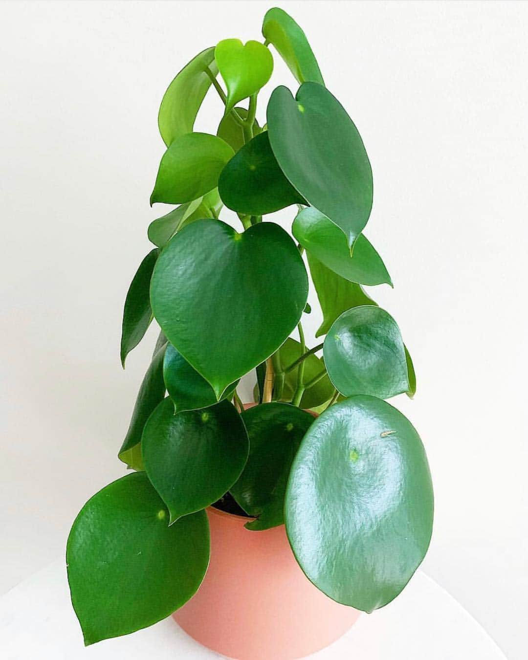 The Louunのインスタグラム：「Raindrop Peperomia #raindrop」