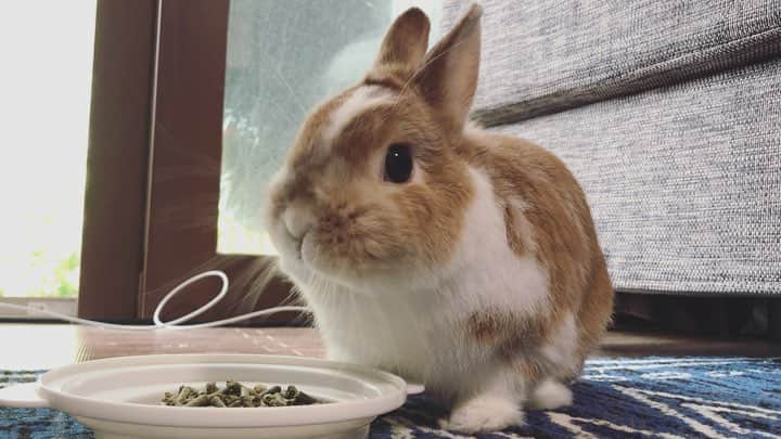 BUNNY?TUNA? のインスタグラム：「2019/5/5🎏 おはもぐもぐもぐもぐ🌞 . #goodmorning#おはよう#もぐもぐ#nomnom #ネザーランドドワーフ#ツナ#TUNA#うさぎ#ふわもこ部#うさぎ部#うさぎのしっぽ#ペット#netherlanddwarf#bunnystagram#rabbit#lapin#cutebunny#bunnylove#bunnies#pet#petgram#rabbitstagram#japan#kawaii#weeklyfluff#cutepetclub#instapets @junkuwana55」