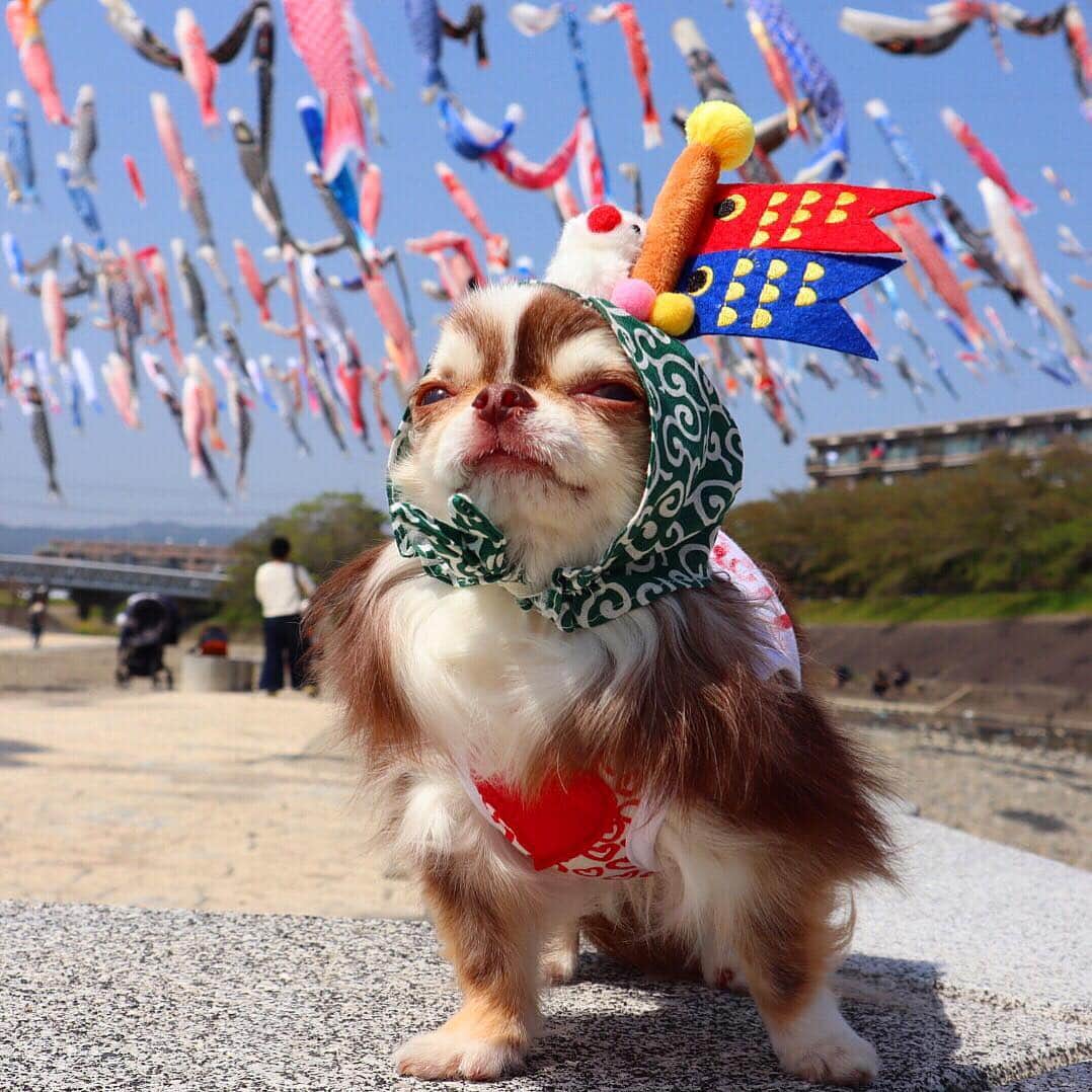 kayoのインスタグラム：「* * 🎏端午の節句🎏 * * みんなが元気で健やかに 過ごせますように😊💗 * * 2019.5.5 * * #端午の節句 #こいのぼり #こどもの日 * #chihuahua#chihuahualove#dogstgram#dog#instadog#チワワ#チワワ大好き * *」