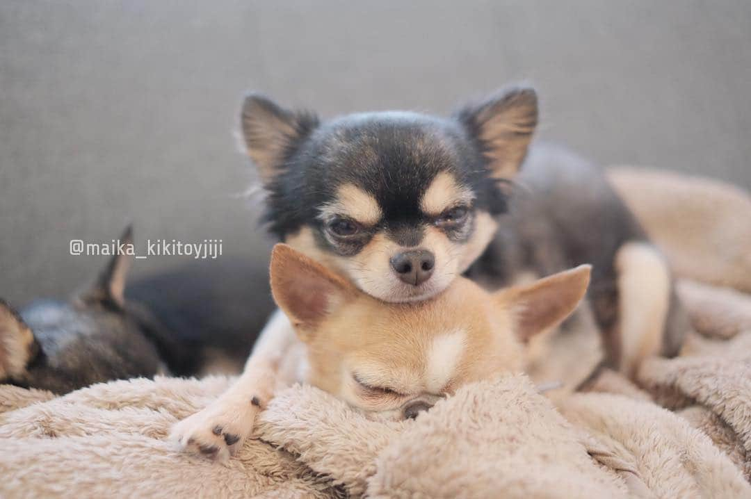 maika_kikitoyjijiさんのインスタグラム写真 - (maika_kikitoyjijiInstagram)「. Toy&Jiji . オトンさんは抱き枕♡ . . #chihuahua #dog #チワワ #犬 #치와와 #weeklyfluff #ふわもこ部 #IGersJP #dogstagram #chihuahuaoftheday #fujifilm #fujifilm_xseries #今日もX日和 #ミラーレス #tokyocameraclub #東京カメラ部 #犬バカ部 #whim_fluffy #dog_features #dogsofinstagram #いぬすたぐらむ」5月5日 8時37分 - maika_kikitoyjiji