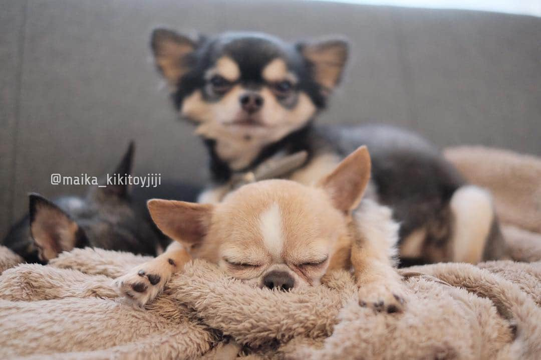 maika_kikitoyjijiさんのインスタグラム写真 - (maika_kikitoyjijiInstagram)「. Toy&Jiji . オトンさんは抱き枕♡ . . #chihuahua #dog #チワワ #犬 #치와와 #weeklyfluff #ふわもこ部 #IGersJP #dogstagram #chihuahuaoftheday #fujifilm #fujifilm_xseries #今日もX日和 #ミラーレス #tokyocameraclub #東京カメラ部 #犬バカ部 #whim_fluffy #dog_features #dogsofinstagram #いぬすたぐらむ」5月5日 8時37分 - maika_kikitoyjiji