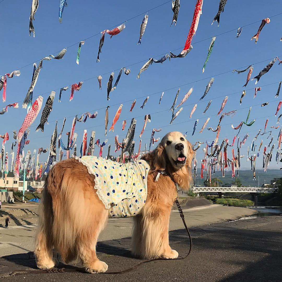 kei515yuさんのインスタグラム写真 - (kei515yuInstagram)「5月5日。 #dogsofinstagram #ゴールデンレトリバー #ilovegolden_retrievers #retrieversgram #petscorner #insta_animal #dog_ofinstagram #insta_dogs #gloriousgoldens #retriever #goldenretriever #犬バカ部 #igdog #gryuuko #topdogphoto #repost_ezyjp #retrieveroftheday #dogscorner #weeklyfluff #thedailygolden #dog_features #excellent_dogs #pecoいぬ部」5月5日 8時42分 - kei515yu