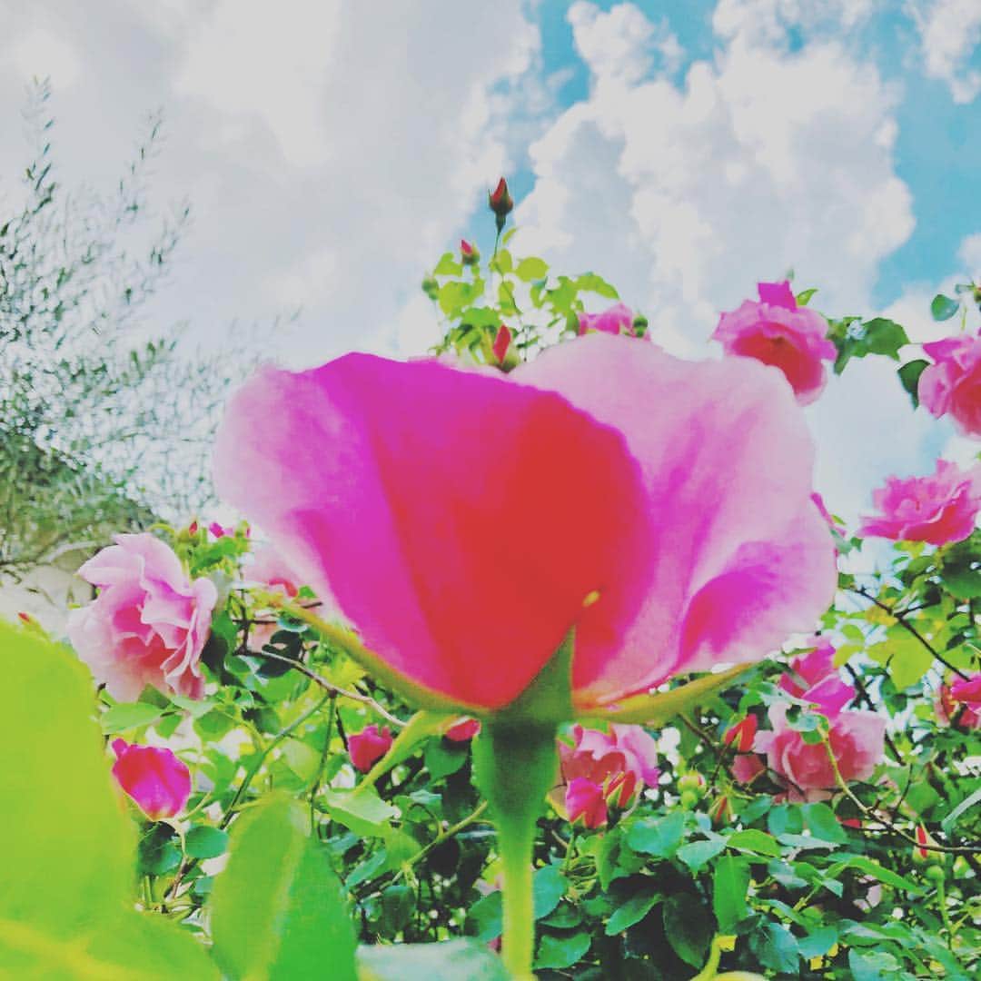 大越かず江さんのインスタグラム写真 - (大越かず江Instagram)「🌹薔薇🌹 青い空にピンクの薔薇🌹 素敵な風景(ᐥᐜᐥ)♡ᐝ 人を惹きつけられる魅力🌹 欲しいなぁ(〃 'д'〃)و  #薔薇  #rose  #newgatetokyo  #生きる  #幸せ  #命  #花好きな人と繋がりたい  #舞台  #自由 #映画好きな人と繋がりたい  #コーヒー好きな人と繋がりたい  #写真好きな人と繋がりたい  #未来  #future  #希望  #hope  #夢  #dream  #愛  #love  #女優  #actor  #モデル  #model  #芸能 #仕事  #followforfollow」5月5日 19時33分 - bluemoonseasky