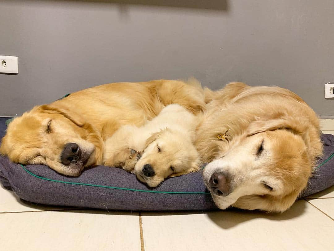 Bobさんのインスタグラム写真 - (BobInstagram)「Eita que a canseira fez o trio se unir 🥰🥰🥰 #puppieslovers #goldenretrievers #goldenretriever #puppies #puppiesofinstagram #instagrammers #instagram #dogs #dogsofinstagram #doglovers #pets #petstagram #goldenretrieverbrasil」5月5日 19時36分 - bob_marley_goldenretriever