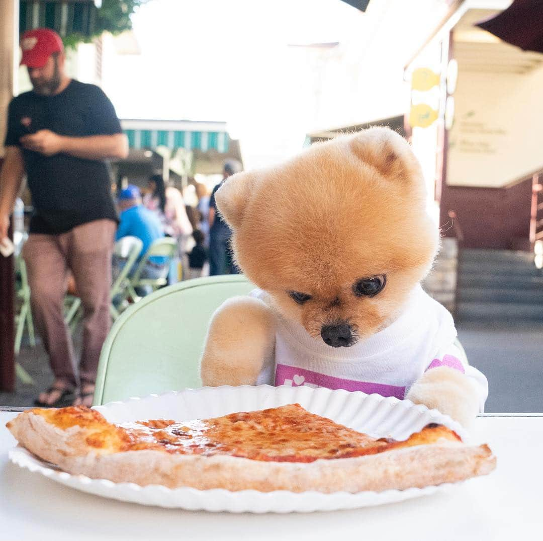 jiffさんのインスタグラム写真 - (jiffInstagram)「🍕」5月5日 18時10分 - jiffpom