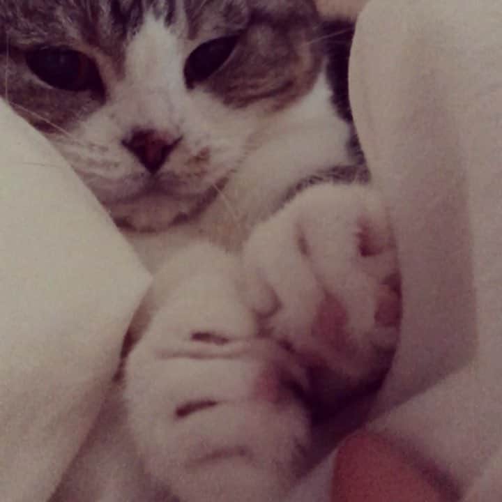 ミツバ&フックのインスタグラム：「ふぁぁぁぁ〜  #ilovecat」