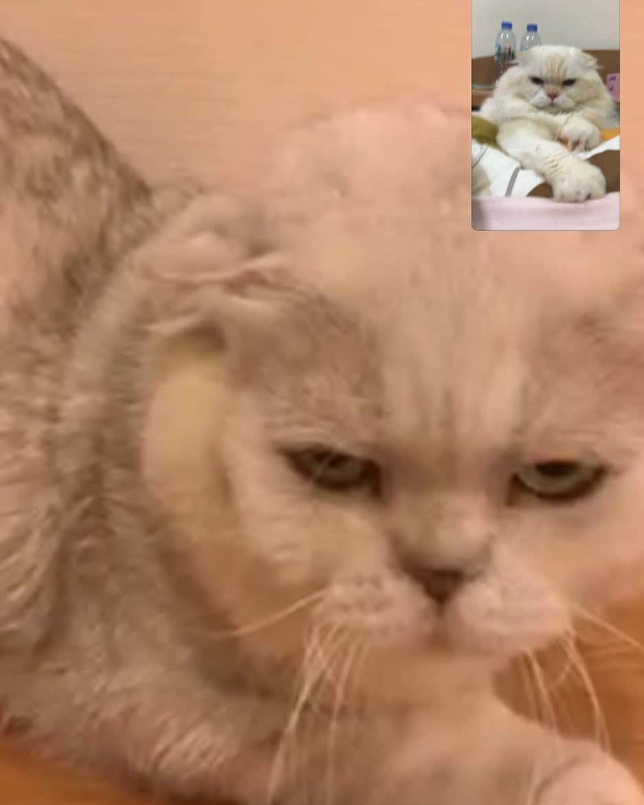 Haruのインスタグラム：「When you’re mad at your boyfriend, but still wanna talk to. #คู่รักทางไกล #bromance #haruthecat #gentleharper」