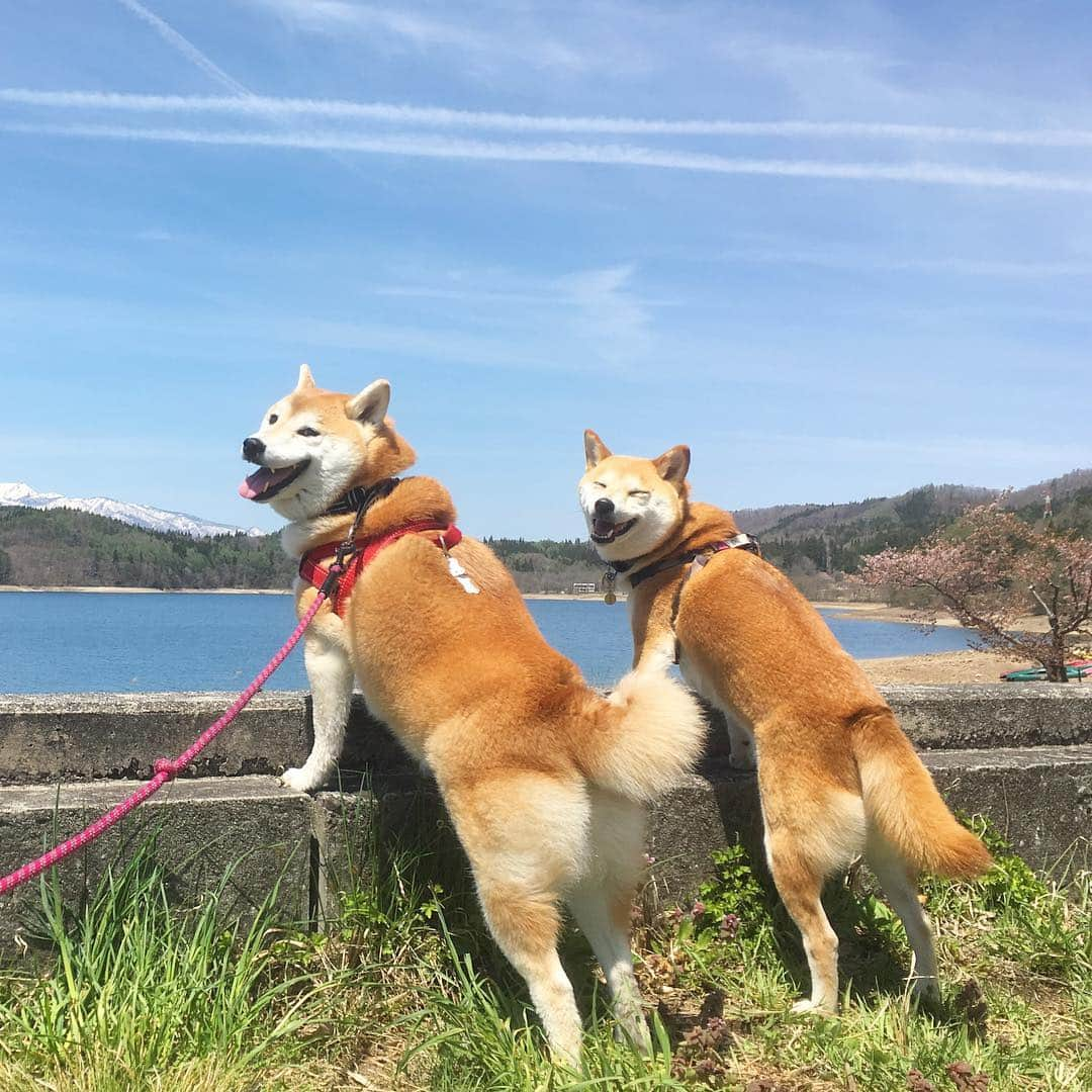 てんパパさんのインスタグラム写真 - (てんパパInstagram)「ちょっと景色の良いところがあるとクルマを停めてしばし休憩。 #春てん #春てんトラベル #ぶらり春てん #青木湖」5月5日 18時17分 - tenchan.shiba